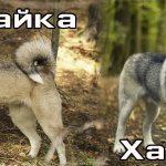 differences between huskies and huskies
