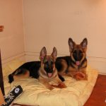 Shepherd dogs can be safely entrusted with home security