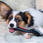 Papillon with brush for combing