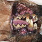 Periodontal disease in a dog