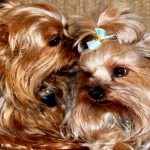 A pair for breeding a Yorkie is selected in advance