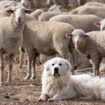 Пастушья собака охраняет стадо