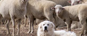 Shepherd dog guards the herd