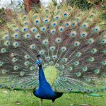 Peacock with tail spread
