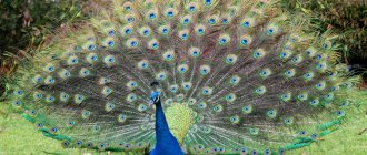 Peacock with tail spread