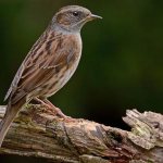 Migratory-birds-Names-descriptions-and-features-of-migratory-birds-2
