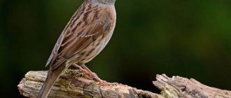 Migratory-birds-Names-descriptions-and-features-of-migratory-birds-2