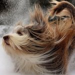 Dandruff in dogs: causes and treatment, what to do, how to get rid of it
