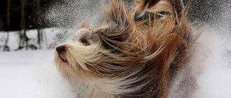 Dandruff in dogs: causes and treatment, what to do, how to get rid of it