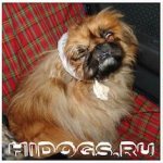 First aid for eye loss in a Pekingese, prevention and care for dog eyes.