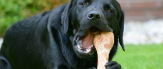 dog chews a bone