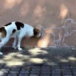 The dog sniffs the wall