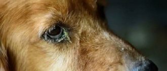 Dog with purulent discharge from eyes