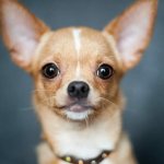 Питание для Chihuahua