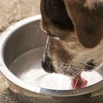 Drinking when your dog is vomiting blood