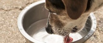 Drinking when your dog is vomiting blood