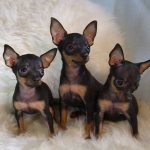 Vaccination plan for Russian Toy Terrier