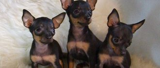 Vaccination plan for Russian Toy Terrier