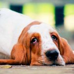 Side effects in dogs when taking Rimadyl occur, as a rule, when taken incorrectly