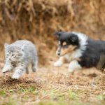 Why do cats and dogs fight?