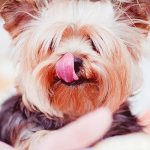 Why does my Yorkshire Terrier bark so much?