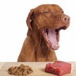 почему нельзя кормить свинным мясом собаку
