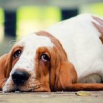 Why is alkaline phosphatase elevated in a dog&#39;s blood?