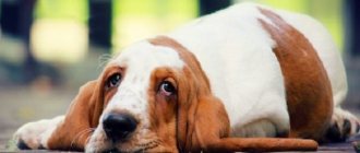 Why is alkaline phosphatase elevated in a dog&#39;s blood?