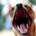 Why does a dog yawn often?