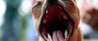 Why does a dog yawn often?