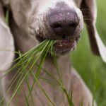 Why does a dog eat grass