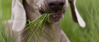 Why does a dog eat grass