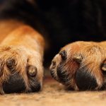 Why does a dog chew its paws?