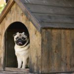why doesn&#39;t a dog want to live in a kennel?