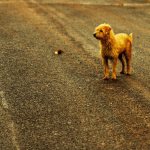 Why does a dog pick up everything on the street?