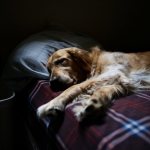 Why the dog began to pee on the bed: reasons for the behavior
