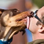 Why does a dog lick its owner?