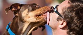 Why does a dog lick its owner?