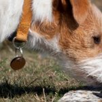 Why do dogs eat poop and how to stop your dog from eating poop?