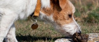 Why do dogs eat poop and how to stop your dog from eating poop?