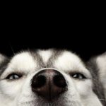 почему сухой нос у собаки