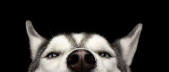 почему сухой нос у собаки