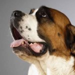 Почему у собаки пахнет изо рта тухлятиной: причины и лечение, что делать