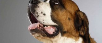 Почему у собаки пахнет изо рта тухлятиной: причины и лечение, что делать