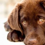 почему у собаки слезятся глаза - симптомы, лечение