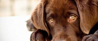 почему у собаки слезятся глаза - симптомы, лечение