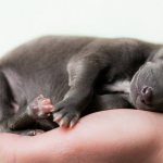 Read more about Italian greyhound puppies in the Flora Style kennel!!