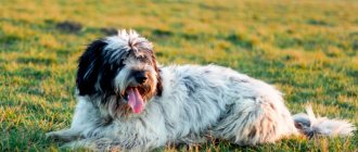The Polish Lowland Shepherd is a smart, fun-loving dog with a high working spirit and no lack of energy.