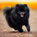 Black Pomeranian Spitz Photo