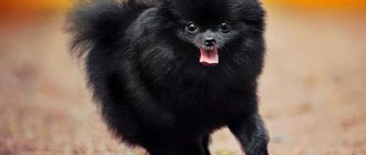 Black Pomeranian Spitz Photo